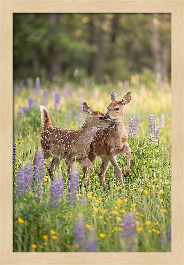 White Tailed Deer Fawns Playing