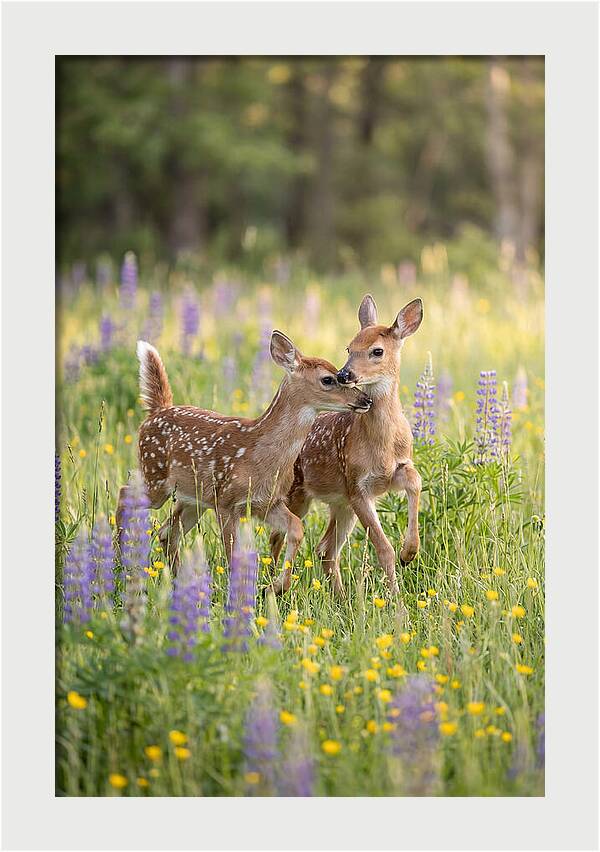 White Tailed Deer Fawns Playing