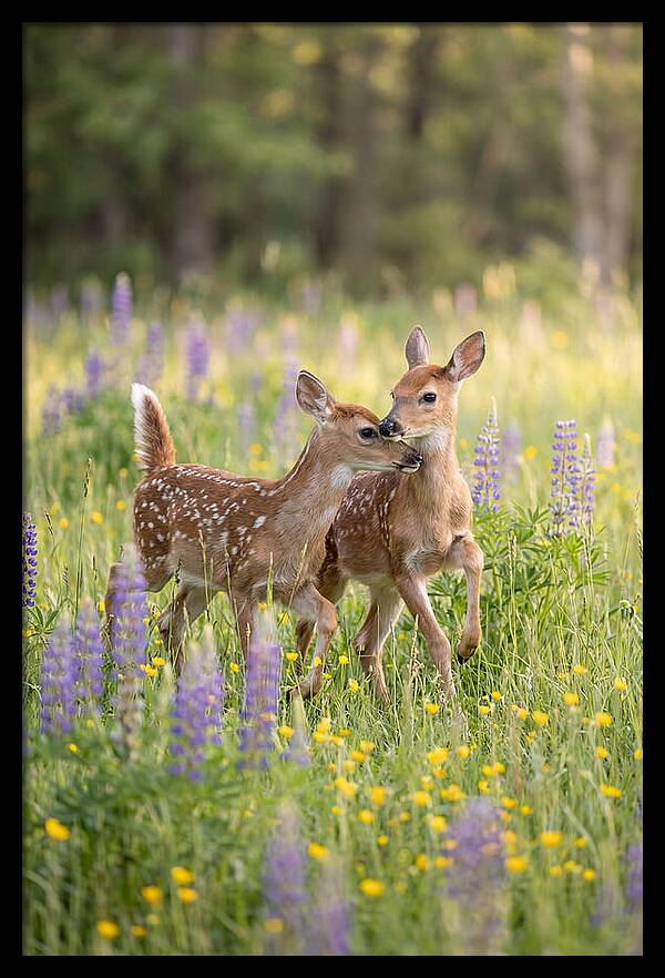 White Tailed Deer Fawns Playing