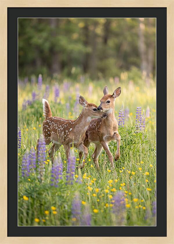 White Tailed Deer Fawns Playing