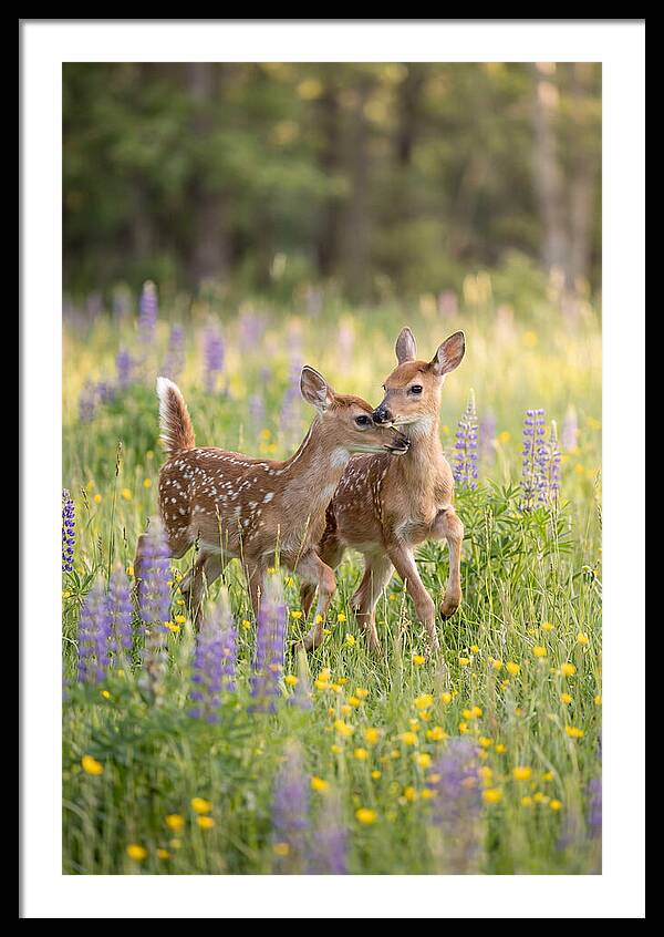 White Tailed Deer Fawns Playing
