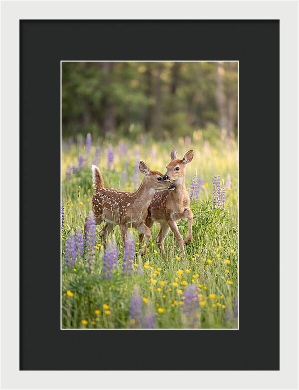White Tailed Deer Fawns Playing