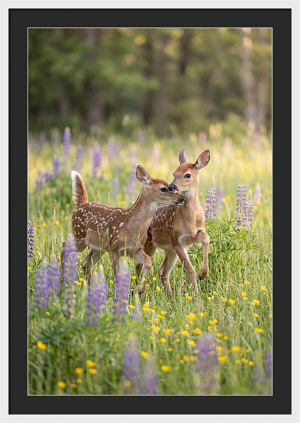 White Tailed Deer Fawns Playing