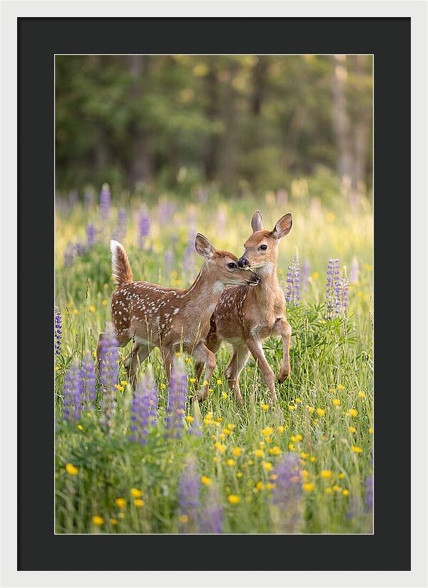 White Tailed Deer Fawns Playing