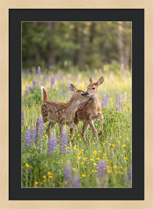 White Tailed Deer Fawns Playing
