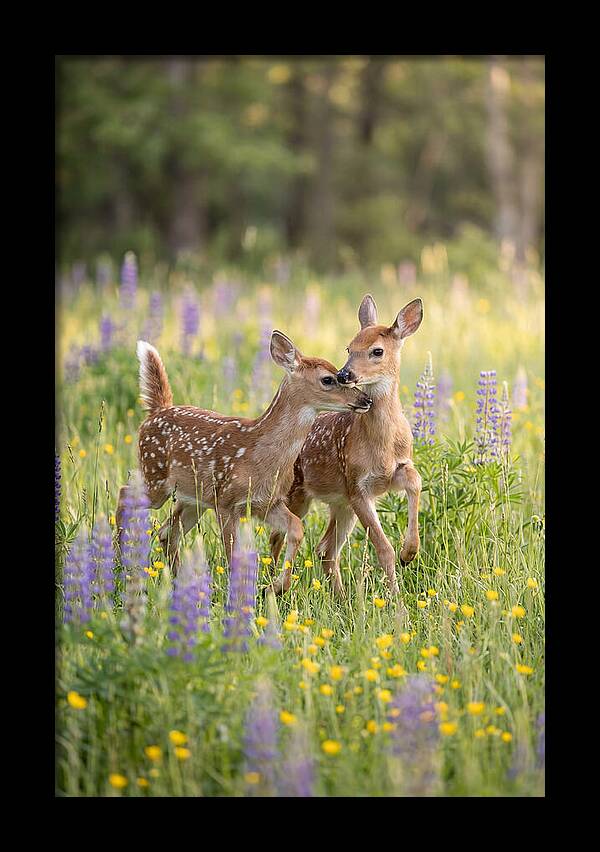 White Tailed Deer Fawns Playing