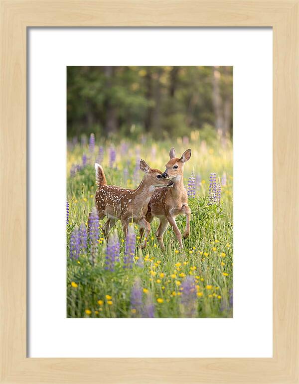 White Tailed Deer Fawns Playing