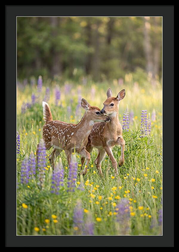 White Tailed Deer Fawns Playing