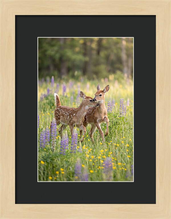 White Tailed Deer Fawns Playing