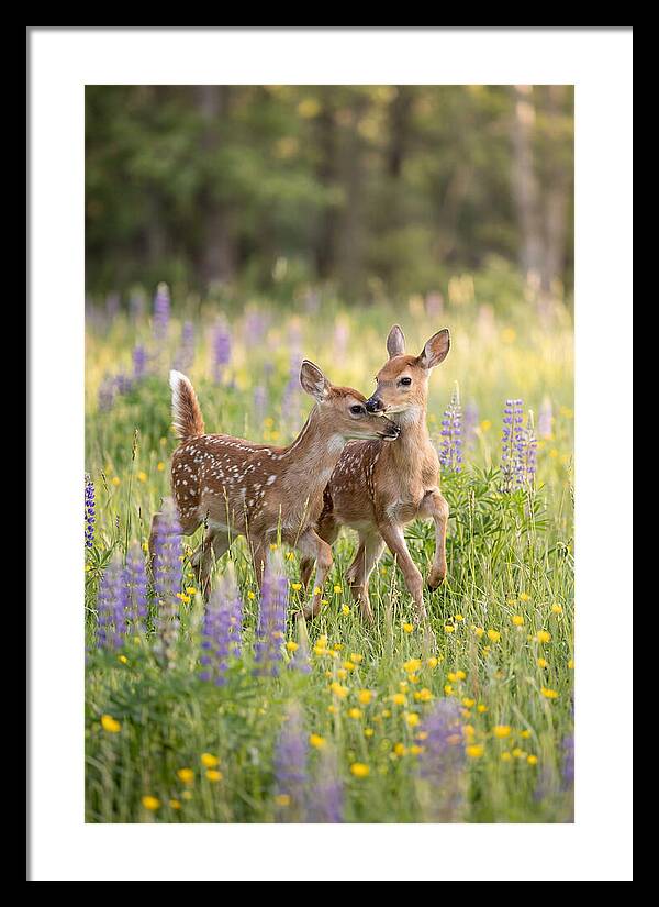 White Tailed Deer Fawns Playing