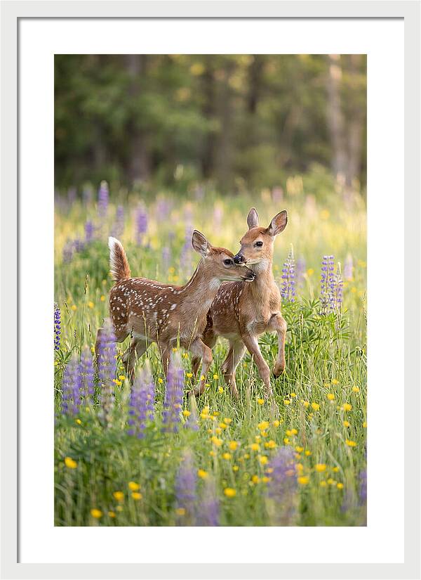 White Tailed Deer Fawns Playing