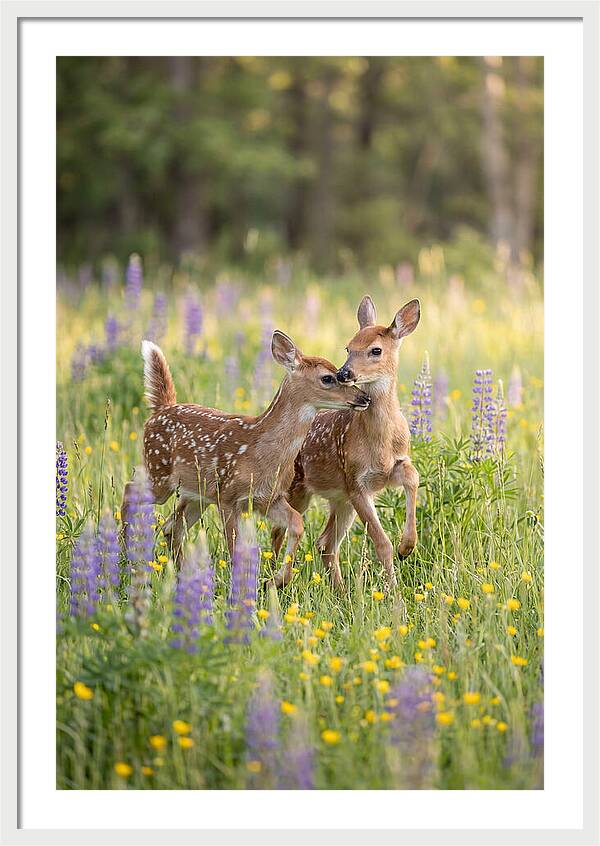 White Tailed Deer Fawns Playing