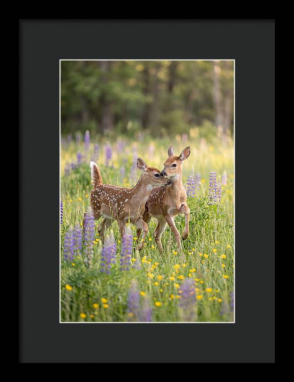 White Tailed Deer Fawns Playing