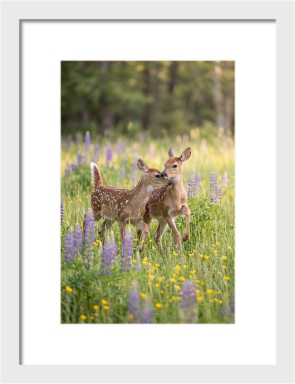 White Tailed Deer Fawns Playing