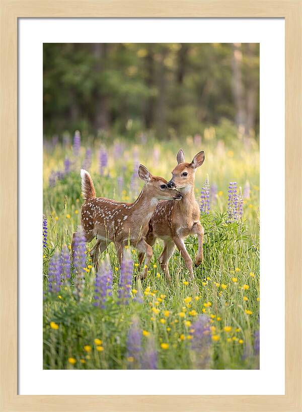 White Tailed Deer Fawns Playing