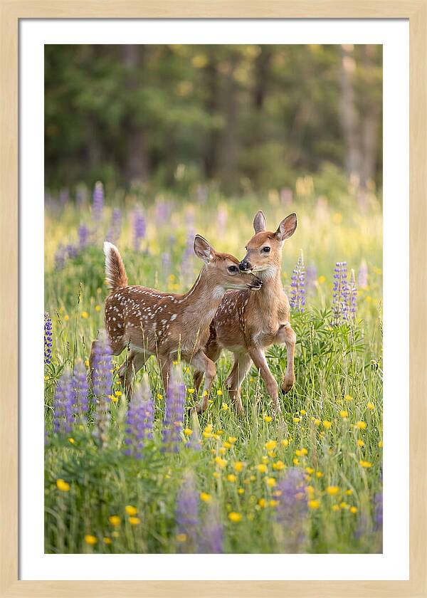 White Tailed Deer Fawns Playing
