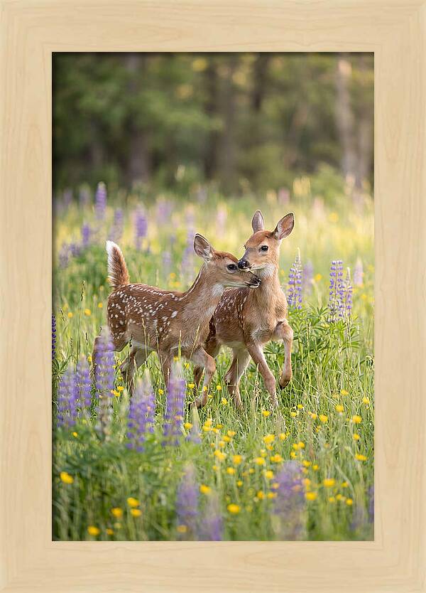 White Tailed Deer Fawns Playing