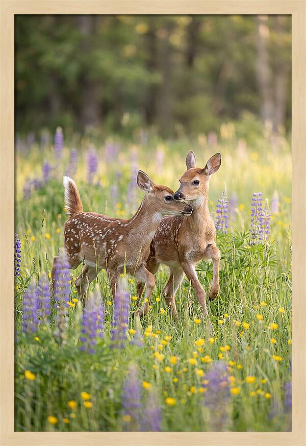 White Tailed Deer Fawns Playing