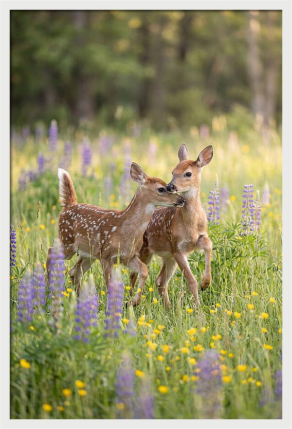 White Tailed Deer Fawns Playing