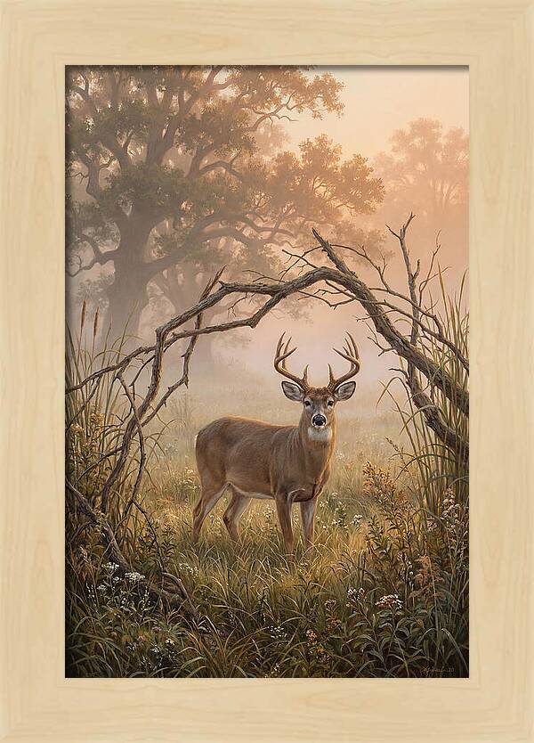 White Tailed Deer In Morning Mist