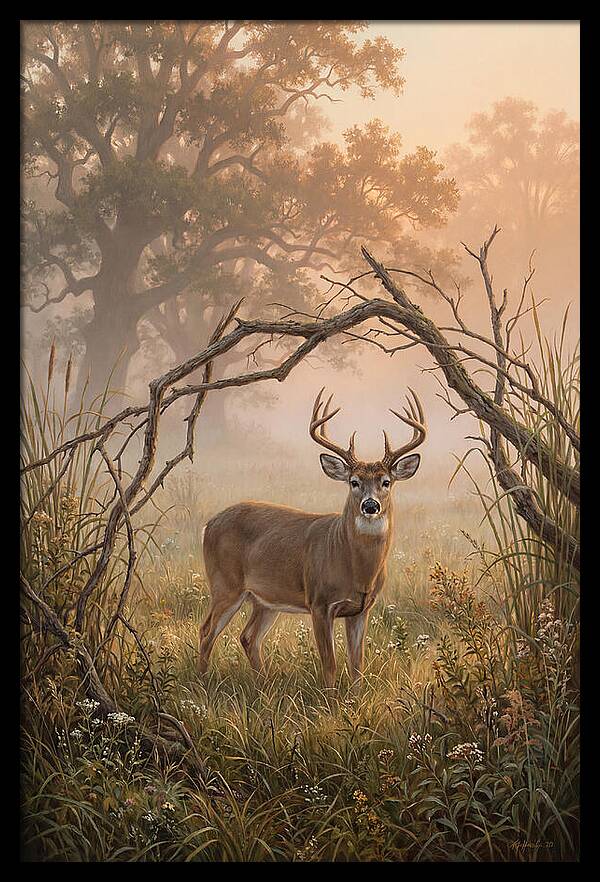 White Tailed Deer In Morning Mist