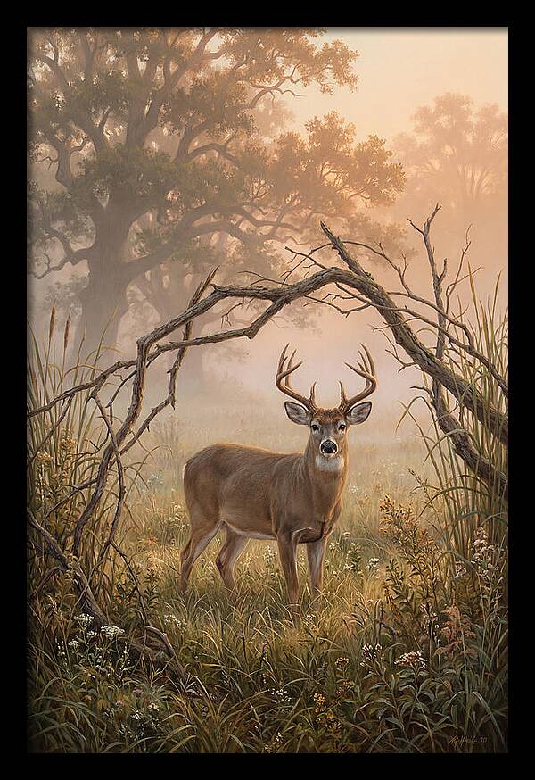 White Tailed Deer In Morning Mist