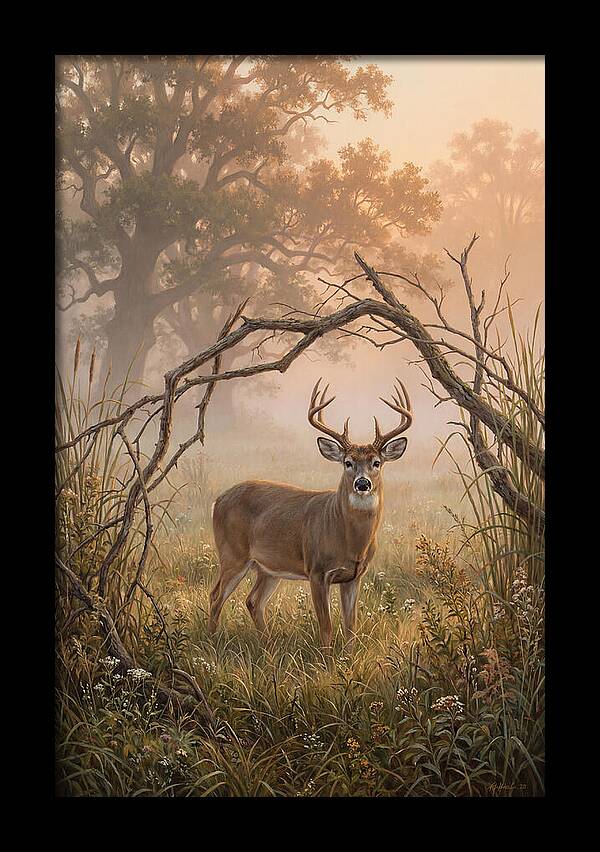 White Tailed Deer In Morning Mist