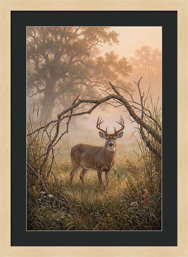 White Tailed Deer In Morning Mist