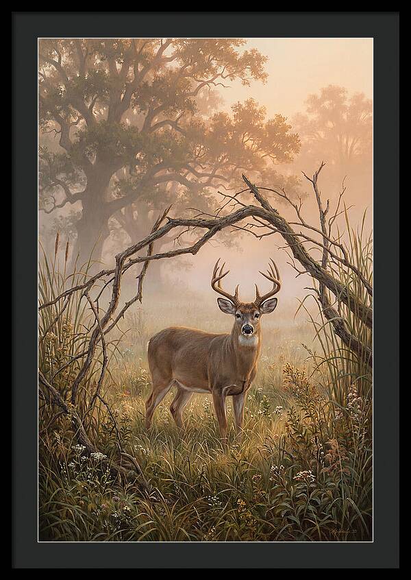 White Tailed Deer In Morning Mist