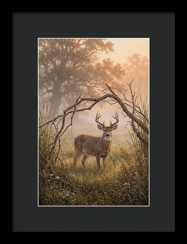 White Tailed Deer In Morning Mist
