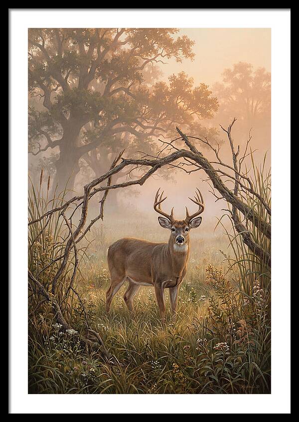 White Tailed Deer In Morning Mist