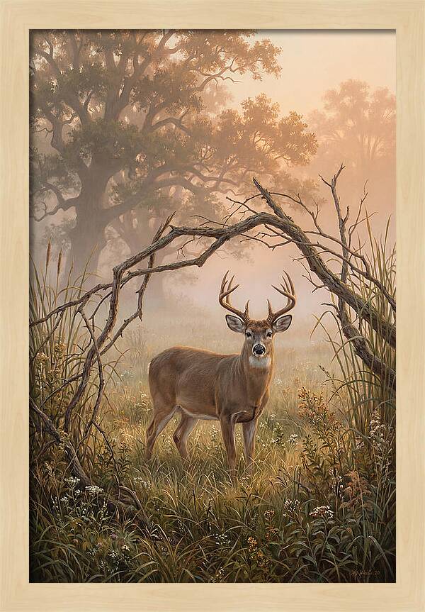White Tailed Deer In Morning Mist
