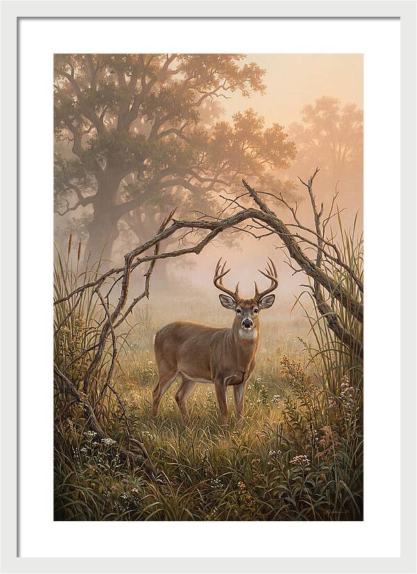 White Tailed Deer In Morning Mist