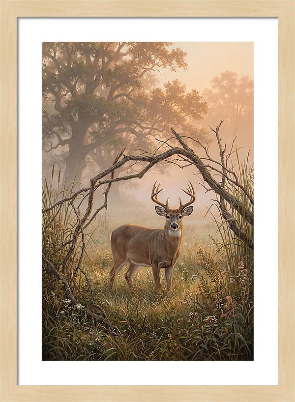 White Tailed Deer In Morning Mist