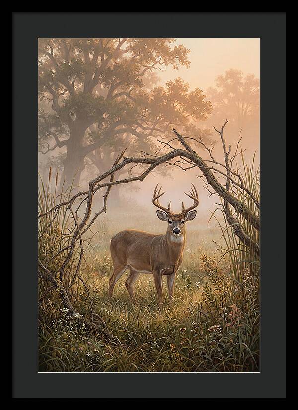 White Tailed Deer In Morning Mist