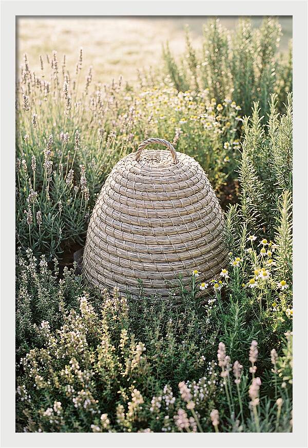 Wicker Bee Skep Surrounded By Herbs