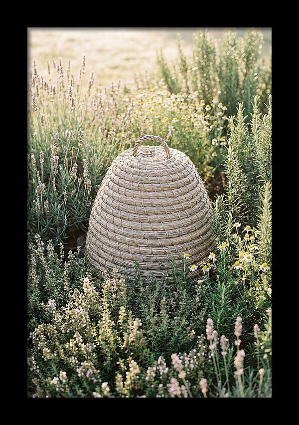 Wicker Bee Skep Surrounded By Herbs