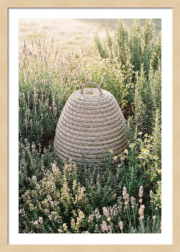 Wicker Bee Skep Surrounded By Herbs