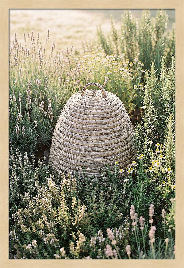 Wicker Bee Skep Surrounded By Herbs