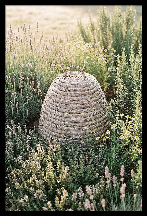 Wicker Bee Skep Surrounded By Herbs