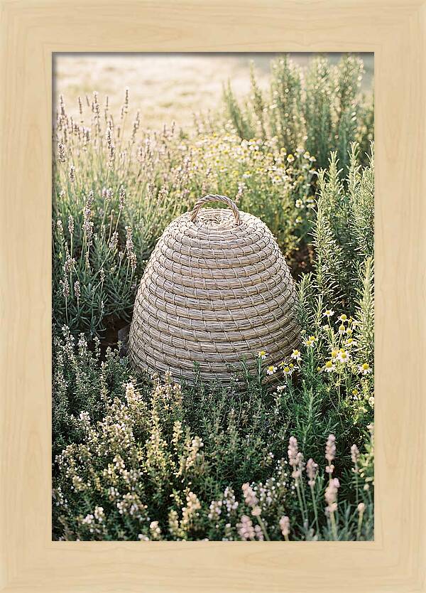 Wicker Bee Skep Surrounded By Herbs