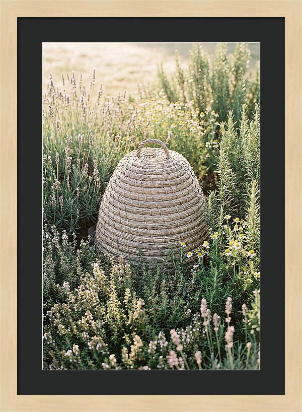 Wicker Bee Skep Surrounded By Herbs