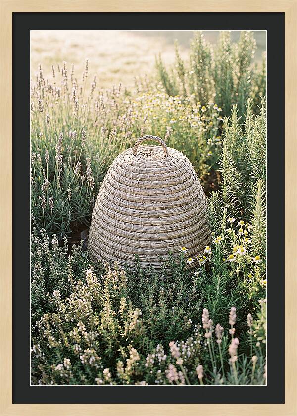 Wicker Bee Skep Surrounded By Herbs