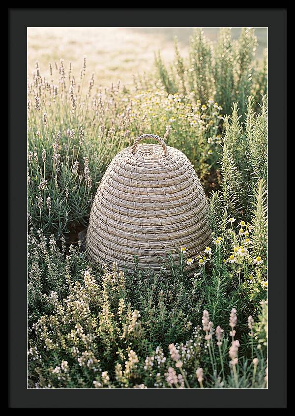 Wicker Bee Skep Surrounded By Herbs