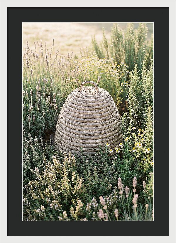 Wicker Bee Skep Surrounded By Herbs