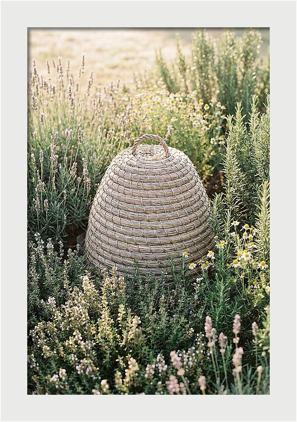 Wicker Bee Skep Surrounded By Herbs