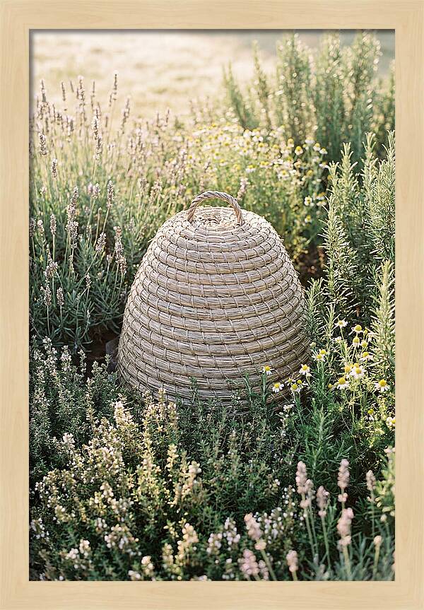Wicker Bee Skep Surrounded By Herbs