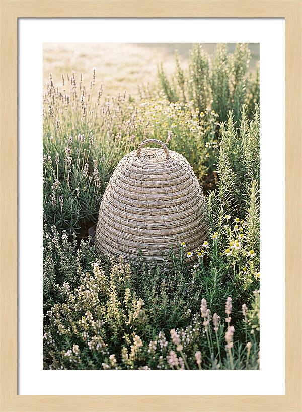 Wicker Bee Skep Surrounded By Herbs