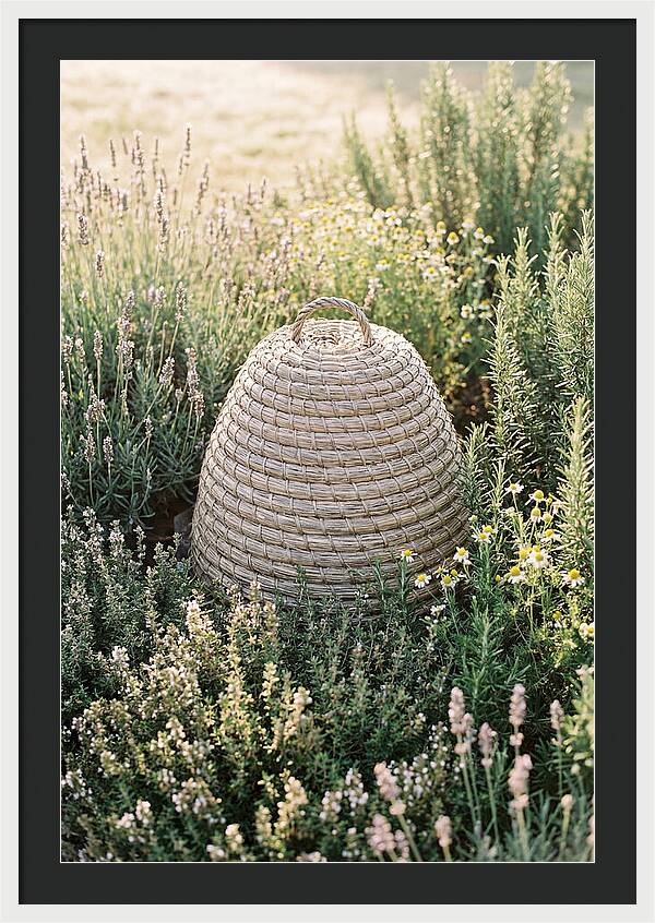 Wicker Bee Skep Surrounded By Herbs