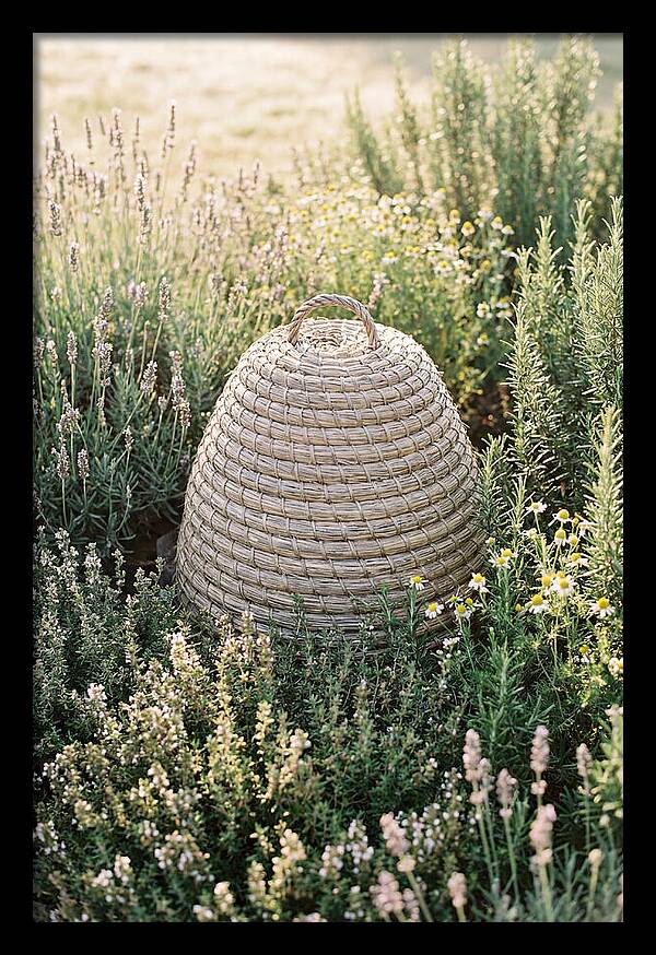 Wicker Bee Skep Surrounded By Herbs